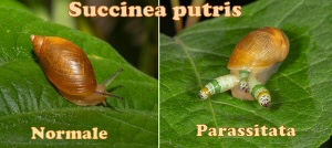 Succinea